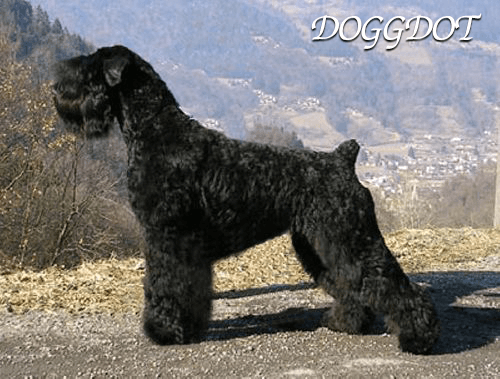 Black Russian Terrier