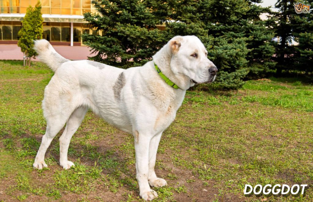 Central Asian Shepherd Dog 2