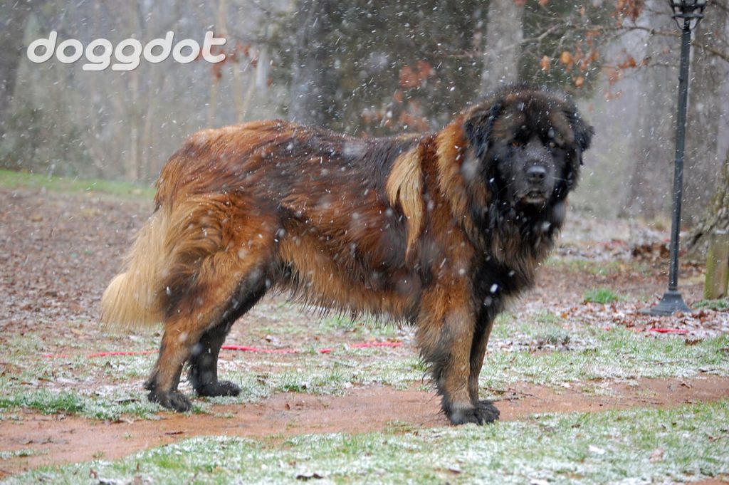 Estrela Mountain Dog ( สุนัขภูเขาเอสเตรล่า )