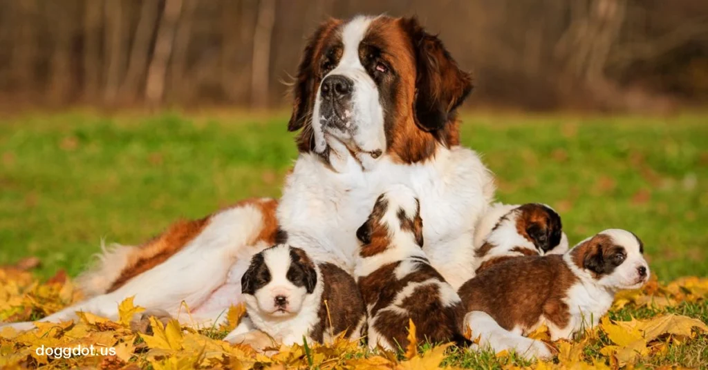 Saint Bernard เซนต์เบอร์นาร์ด เป็นสุนัขพันธุ์ใหญ่ที่มีชื่อเสียงทั่วโลก โดยเฉพาะจากความสามารถในการช่วยเหลือผู้คนในพื้นที่ภูเขาหิมะ