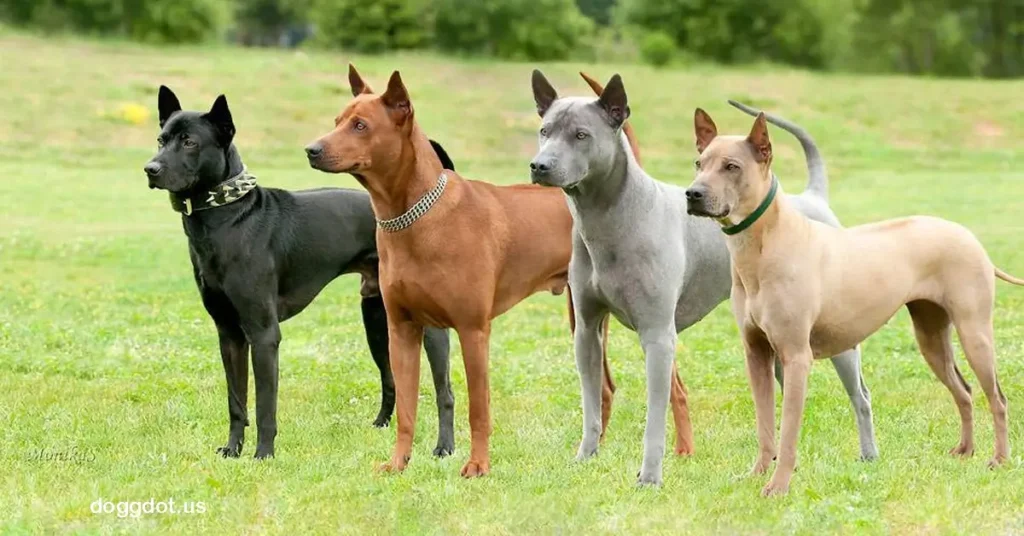 Thai Ridgeback สุนัขไทยหลังอานเป็นหนึ่งในสามสายพันธุ์สุนัขพันธุ์แท้ของไทยที่ได้รับการยอมรับระดับสากล โดยมีถิ่นกำเนิดจากภาคตะวันออก