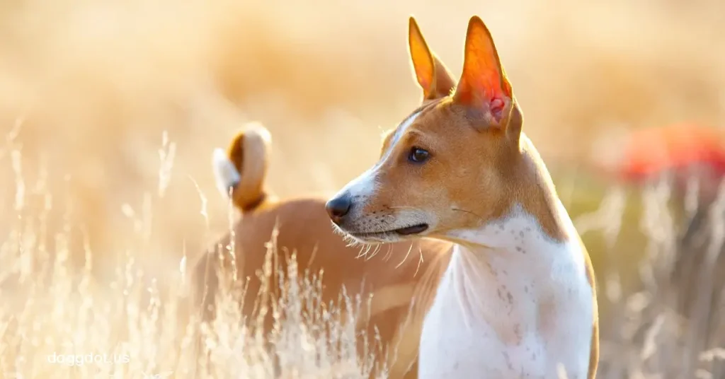 Basenji เป็นสายพันธุ์สุนัขที่หลายคนอาจยังไม่ค่อยคุ้นชื่อมากนักในประเทศไทย และยังมักถูกเข้าใจผิดว่าเป็น สุนัขไทยหลังอาน เนื่องจากรูปร่าง