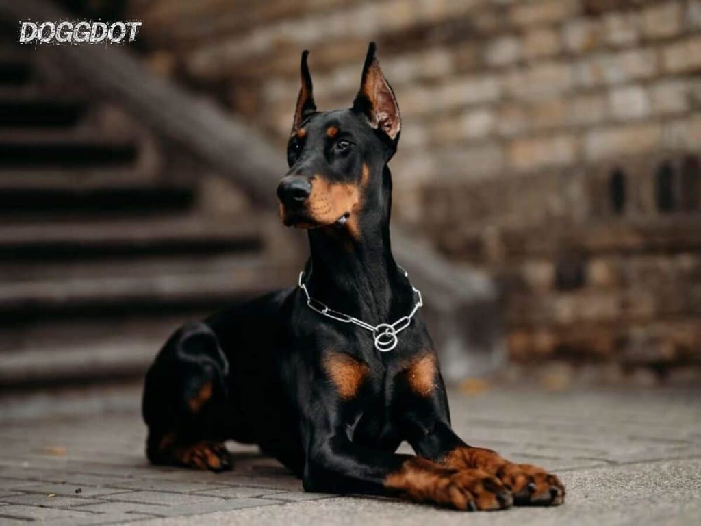 Doberman Pinscher