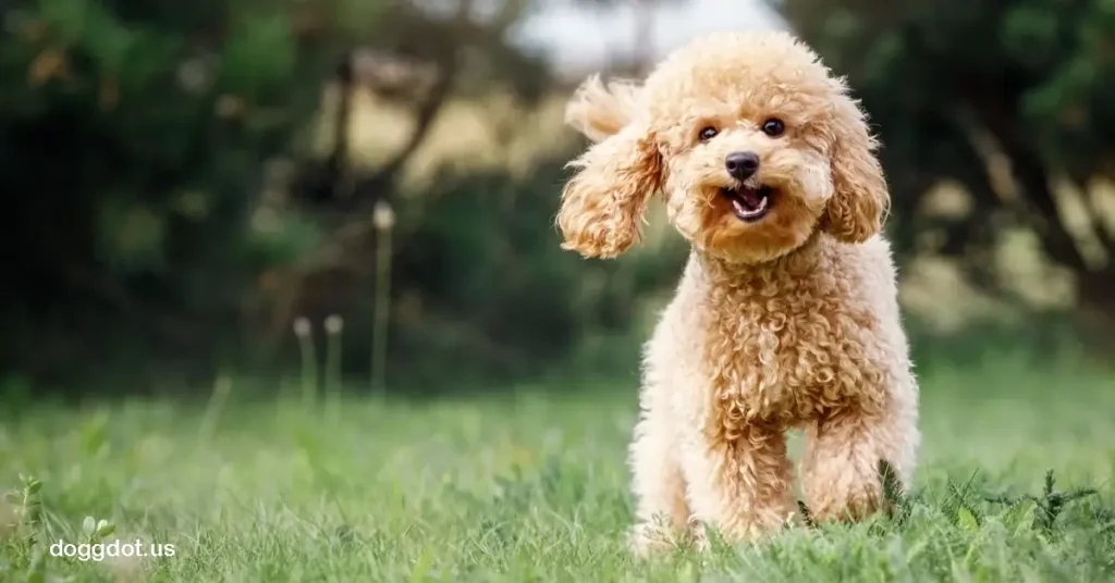 Poodle สุนัข พุดเดิ้ล เป็นหนึ่งในสายพันธุ์ที่ได้รับความนิยมทั่วโลก ด้วยขนหยิกฟูที่เป็นเอกลักษณ์และบุคลิกที่ฉลาด มีความน่ารัก