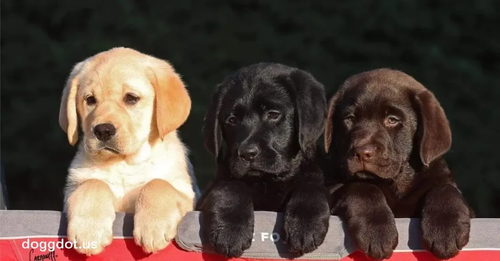 Labrador Retriever ลาบราดอร์เป็นสุนัขพันธุ์ใหญ่ที่ได้รับความนิยมอย่างแพร่หลายทั่วโลก ด้วยบุคลิกที่ร่าเริง อ่อนโยน และเป็นมิตร