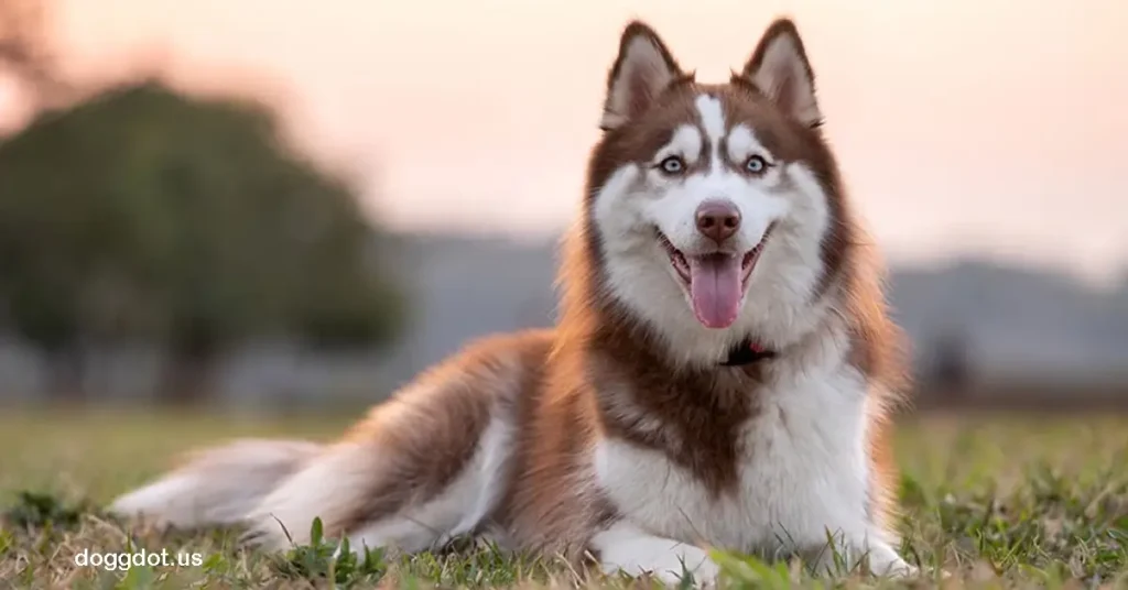 Siberian Husky ไซบีเรียน ฮัสกี้ เป็นสุนัขขนาดกลางที่มีต้นกำเนิดในแถบอาร์กติก ถูกฝึกให้เป็น สุนัขลากเลื่อน สำหรับขนส่งสิ่งของ