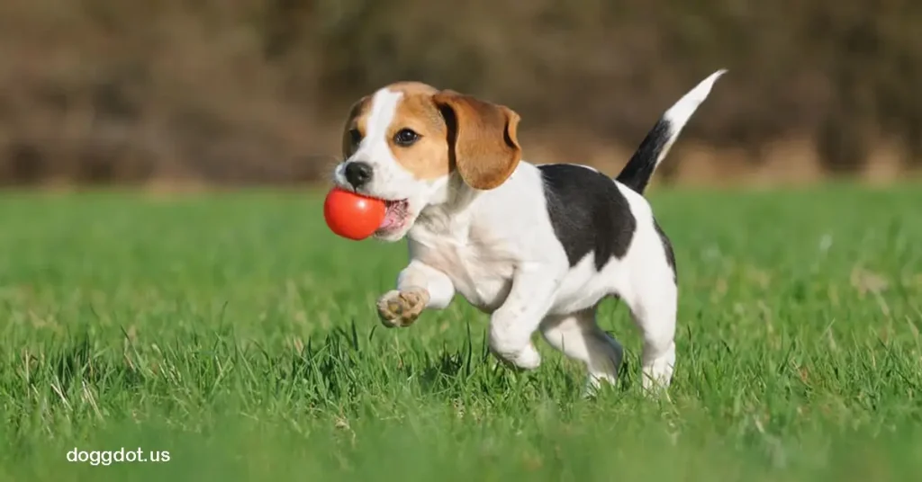 Beagle บีเกิ้ล เป็นหนึ่งในสายพันธุ์ยอดนิยมที่คนทั่วโลกเลือกเลี้ยง ด้วยรูปร่างที่กะทัดรัด ขนาดเล็กถึงปานกลาง และดวงตากลมโตที่เต็ม