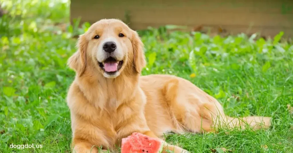 Golden Retriever โกลเด้น รีทรีฟเวอร์ ถือเป็นหนึ่งในสายพันธุ์สุนัขที่ได้รับความนิยมสูงสุดในโลก ด้วยความน่ารัก นิสัยเป็นมิตร