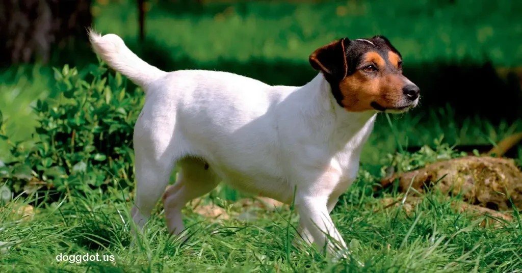 Jack Russell Terrier