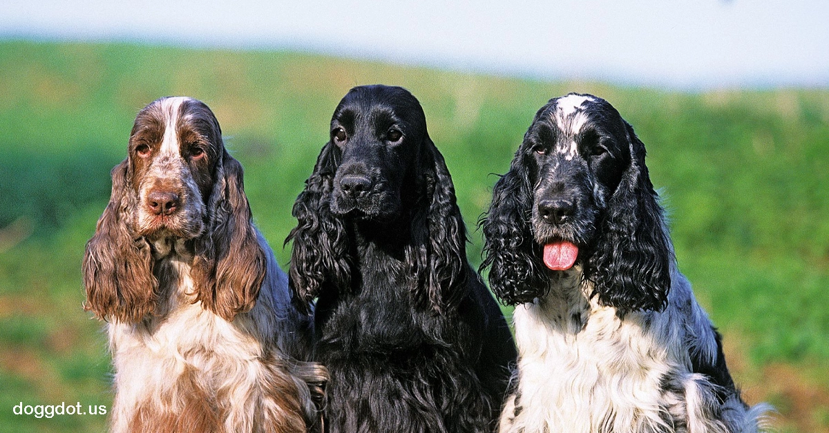 Cocker Spaniel