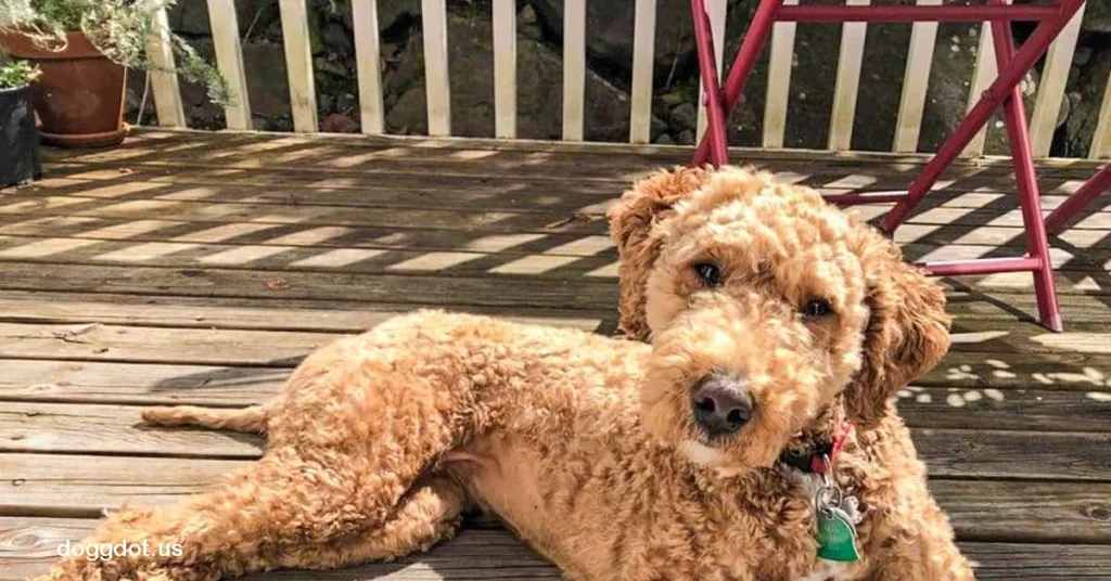 Labradoodle