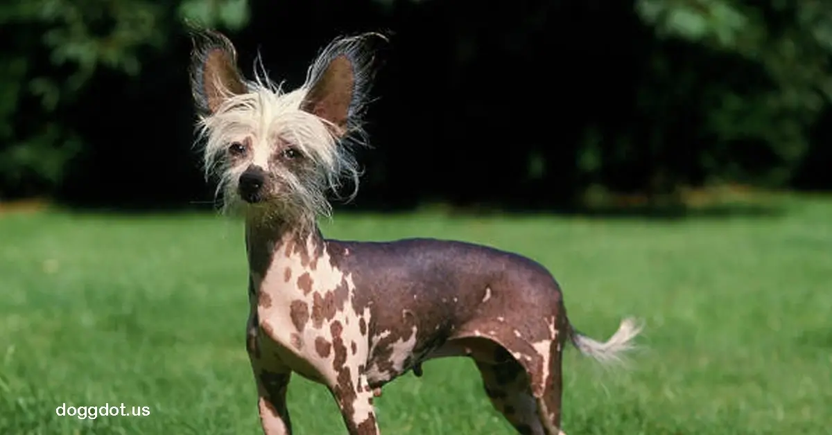 Chinese Crested