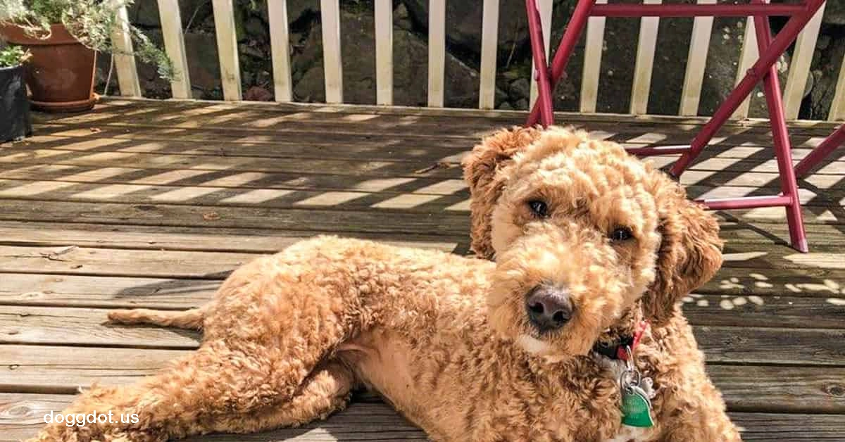 Labradoodle
