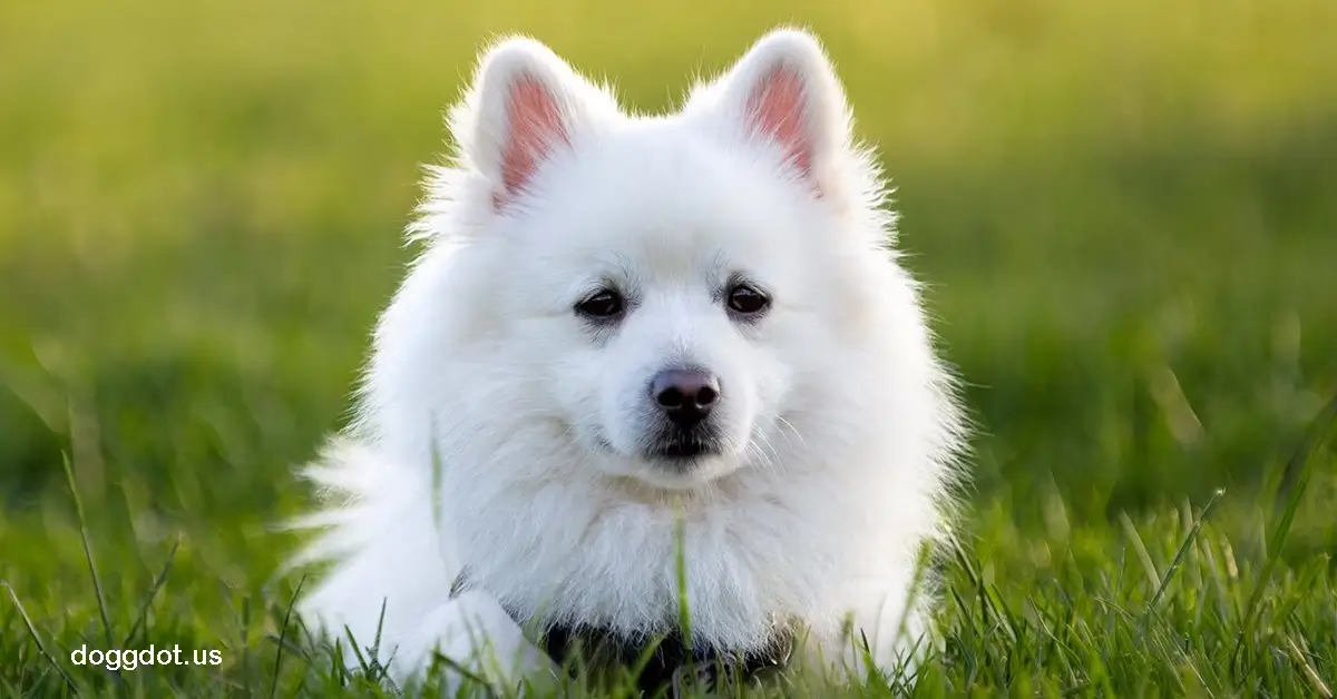 American Eskimo