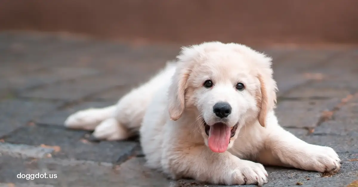 Kuvasz