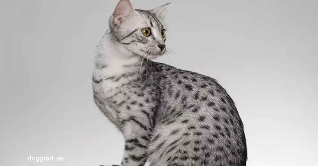 Egyptian Mau