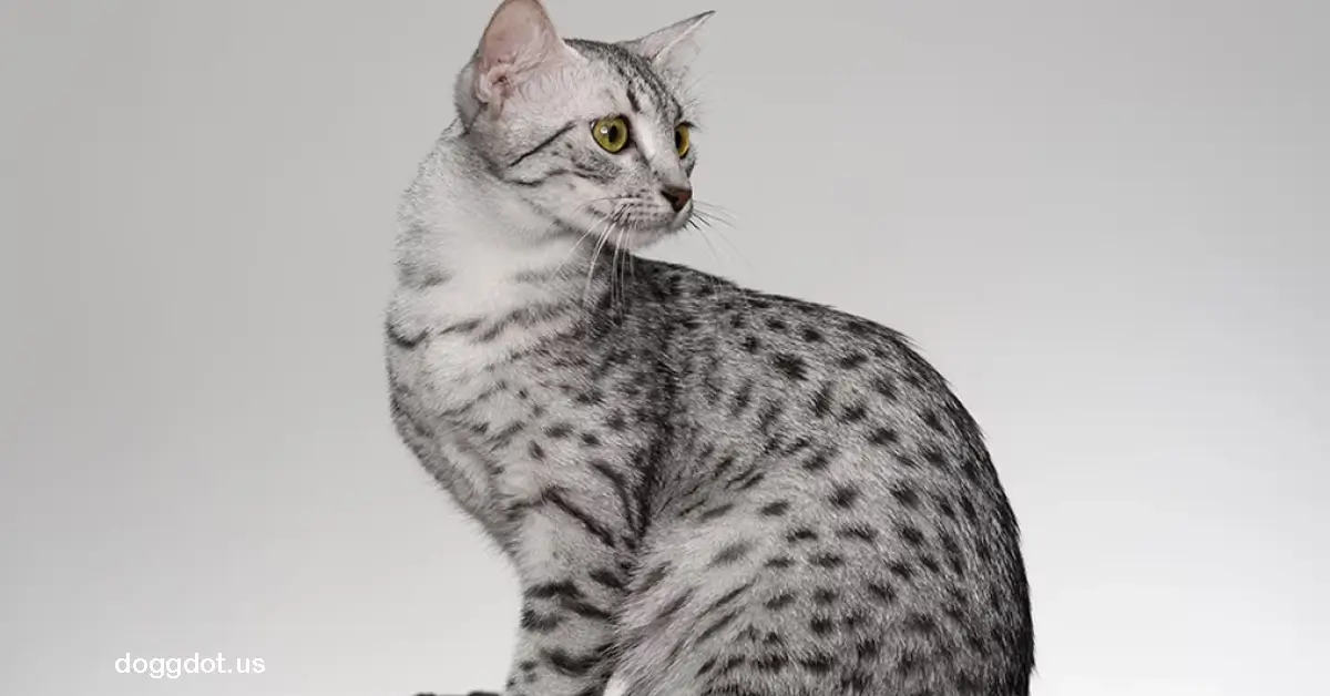 Egyptian Mau