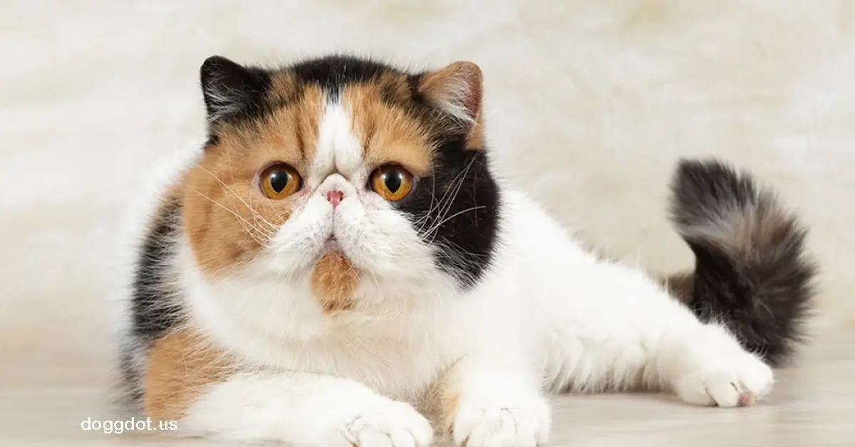 Exotic Shorthair