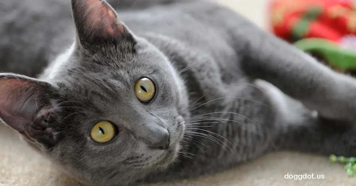 Korat