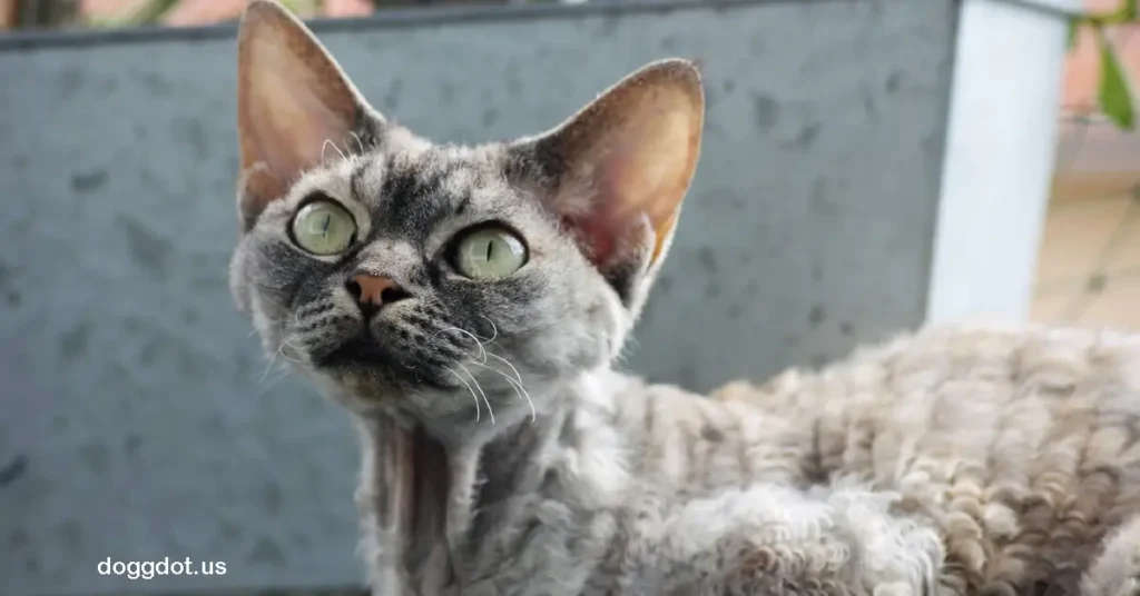 Devon Rex