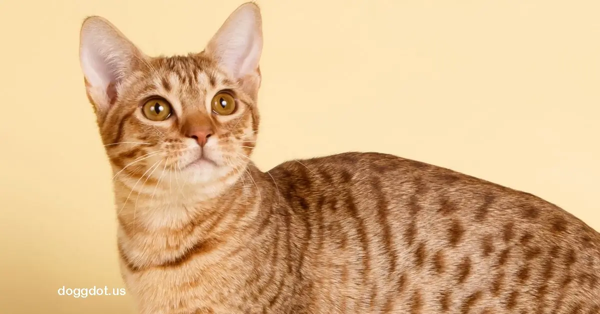 Ocicat