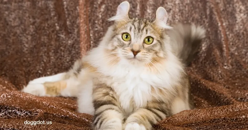 American Curl