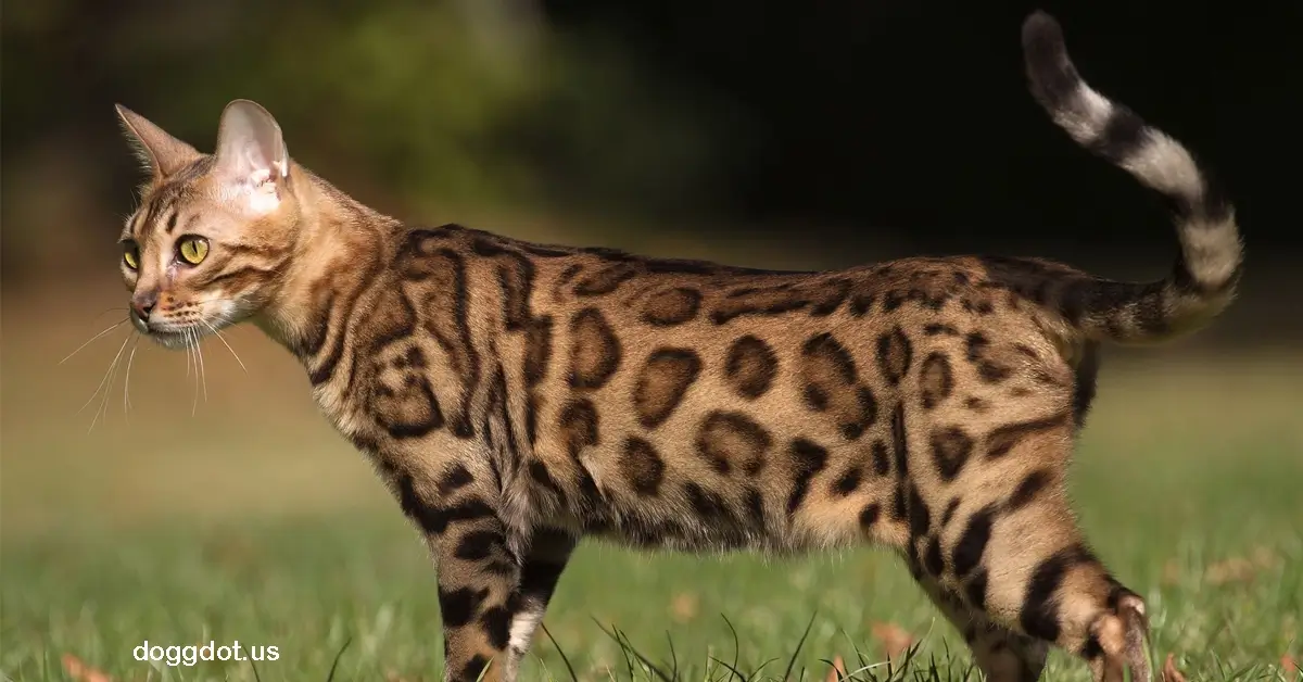 Bengal