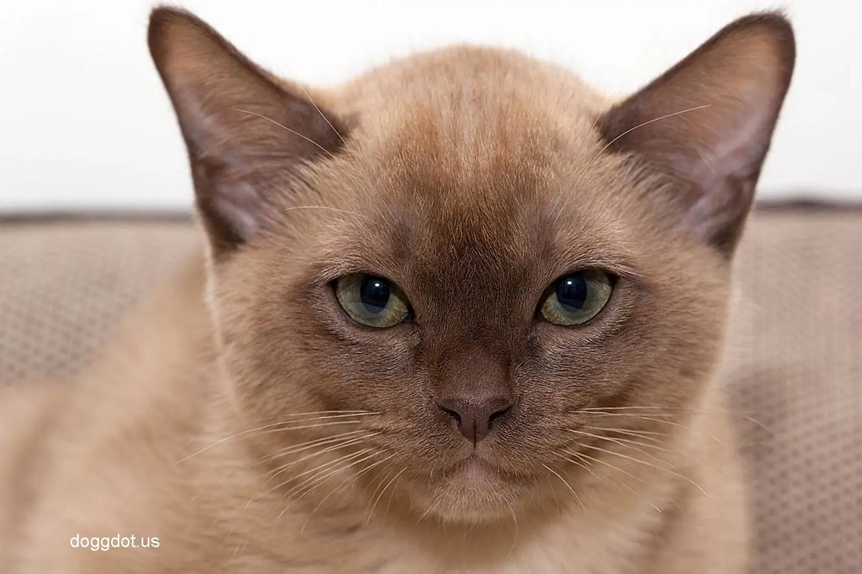 Burmese