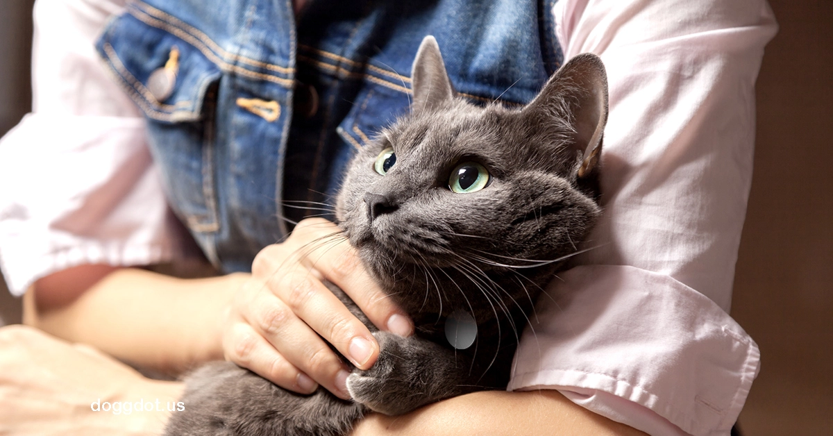 Russian Tabby