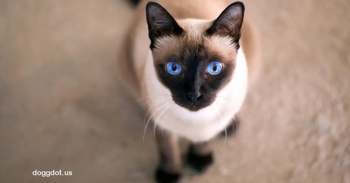 Siamese