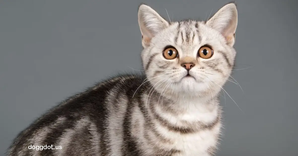 American Shorthair