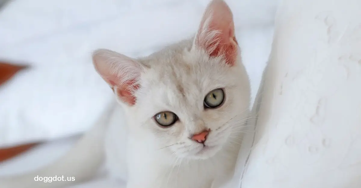 Burmilla