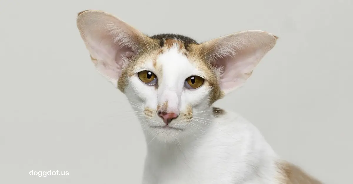 Oriental Shorthair