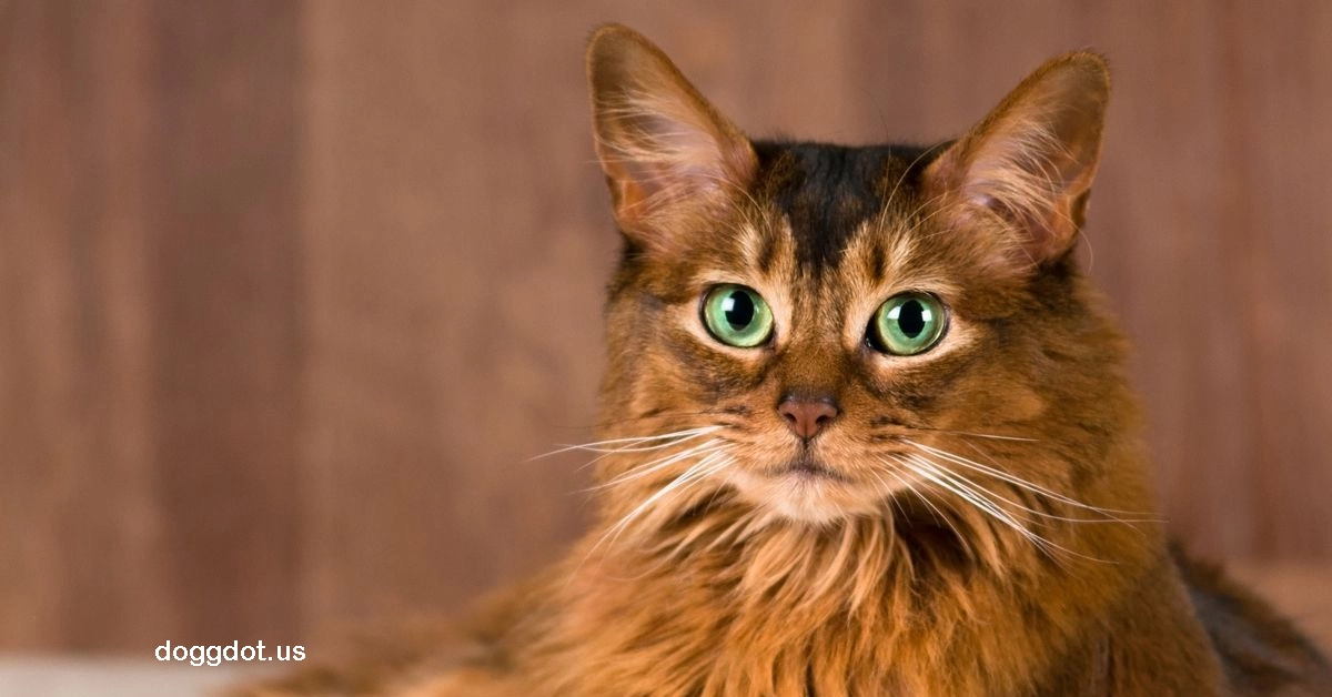Somali cat
